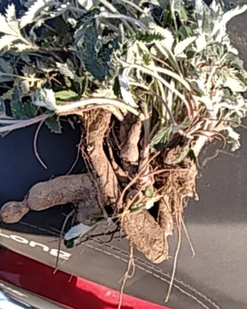 翻白草扎把翻白草大别山野生中药材批发零售