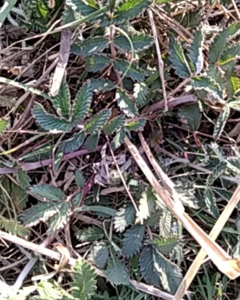 翻白草扎把翻白草大别山野生中药材批发零售