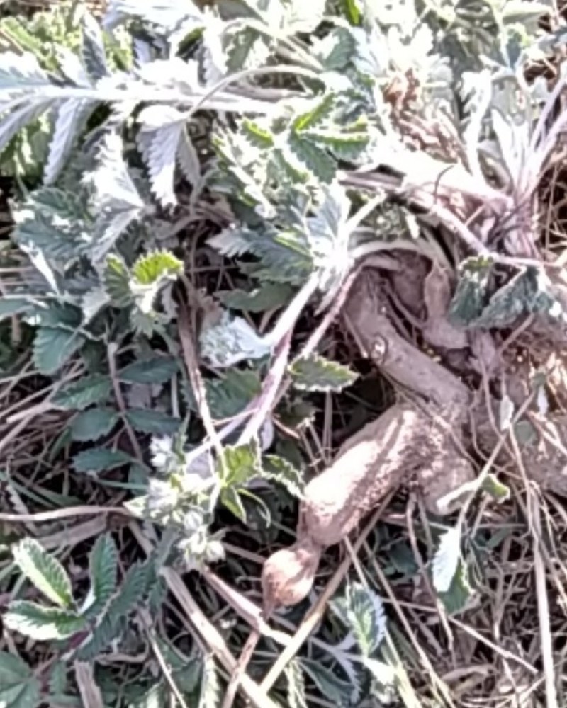 翻白草扎把翻白草大别山野生中药材批发零售