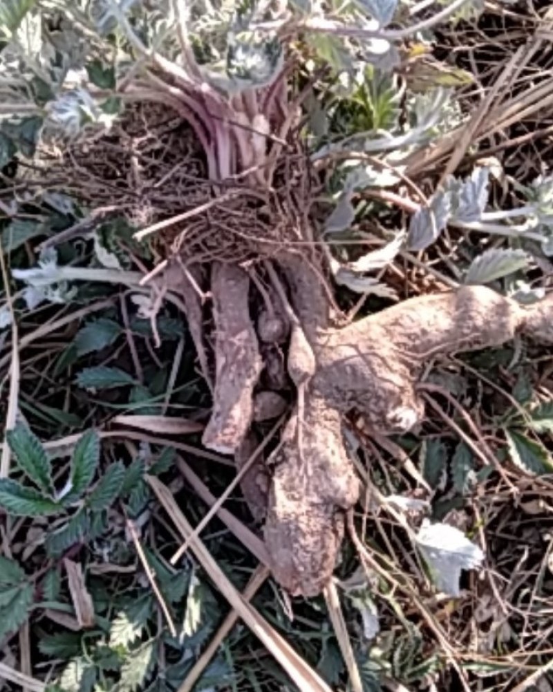 翻白草扎把翻白草大别山野生中药材批发零售