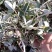 翻白草扎把翻白草大别山野生中药材批发零售