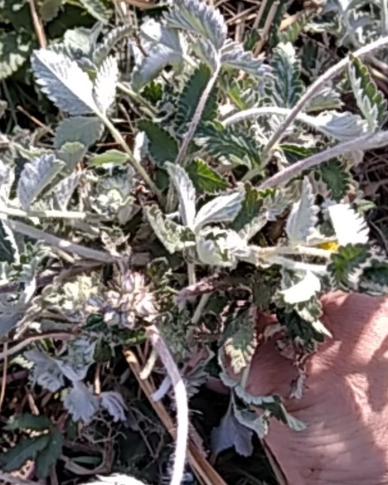 翻白草扎把翻白草大别山野生中药材批发零售