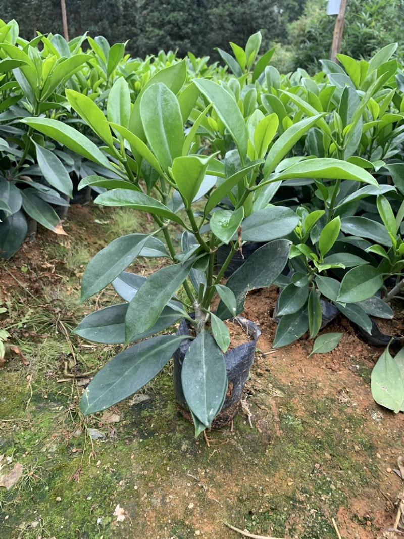 非洲茉莉、非洲茉莉袋苗灰莉、鲤鱼胆、灰刺木