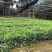 非洲茉莉、非洲茉莉袋苗灰莉、鲤鱼胆、灰刺木