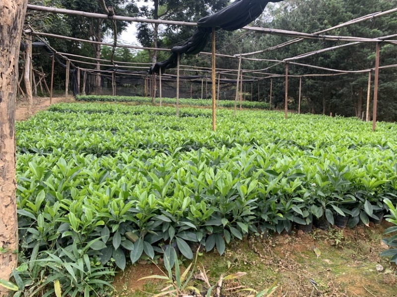 非洲茉莉、非洲茉莉袋苗灰莉、鲤鱼胆、灰刺木