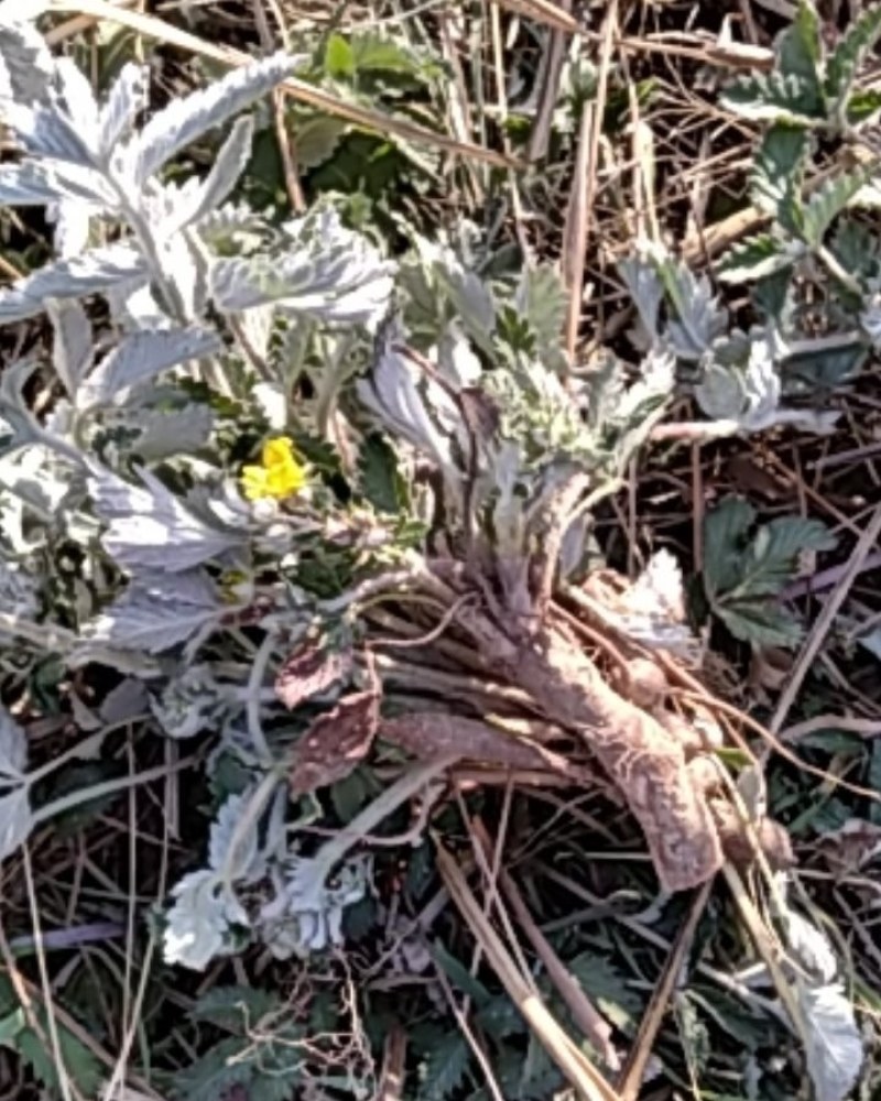 翻白草扎把翻白草大别山野生中药材批发零售