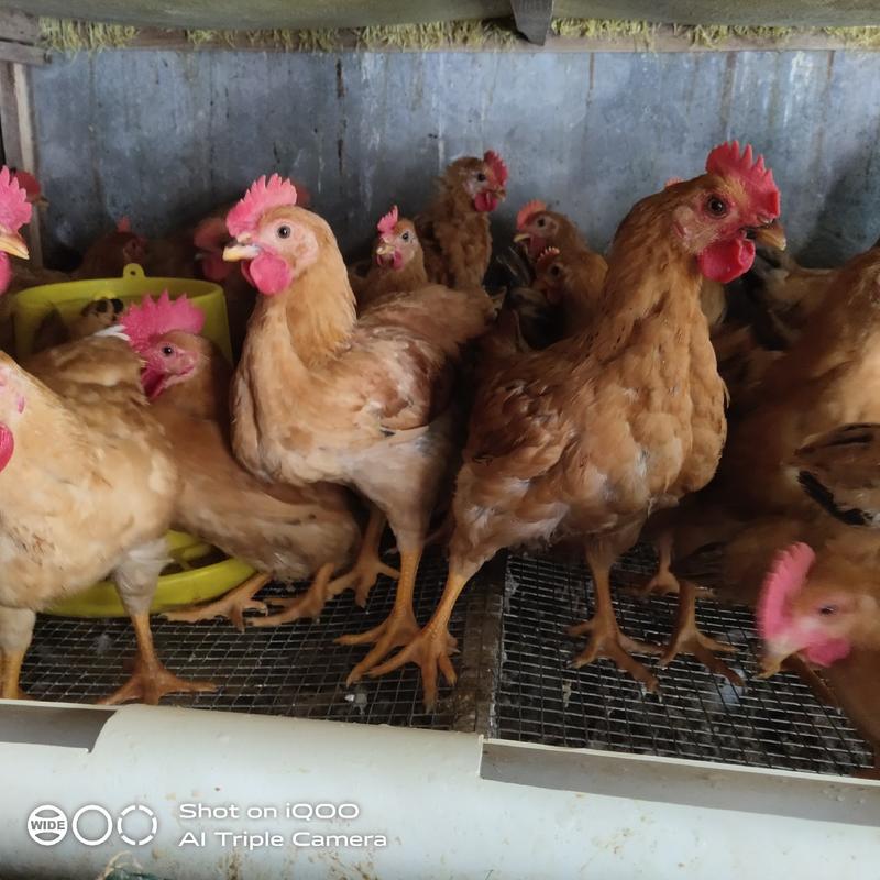 贵州遵义，胡须鸡，三黄鸡，各种优质鸡鸭鹅苗疫苗到位，
