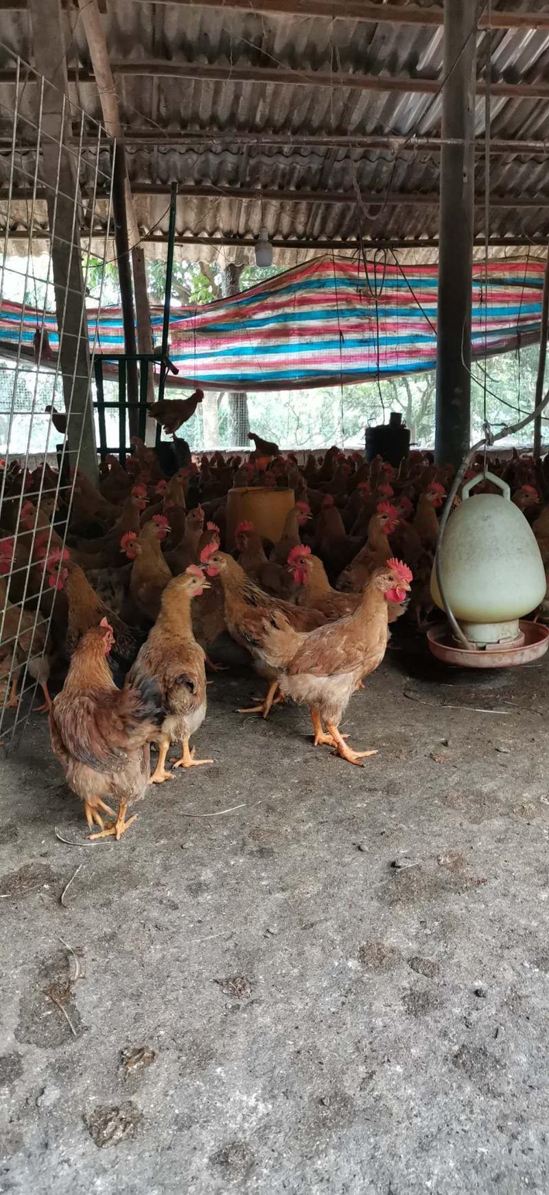 贵州遵义，胡须鸡，三黄鸡，各种优质鸡鸭鹅苗疫苗到位，