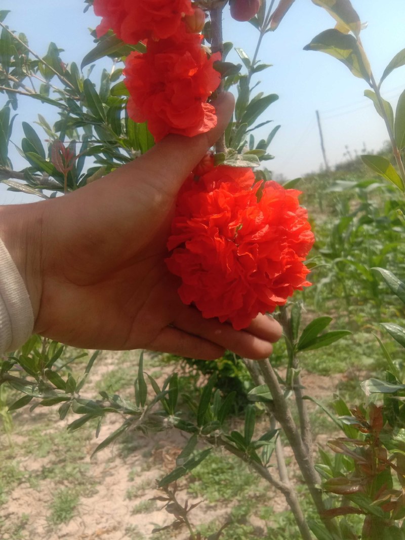 五年生丛生牡丹石榴树牡丹花石榴丛生石榴花石榴