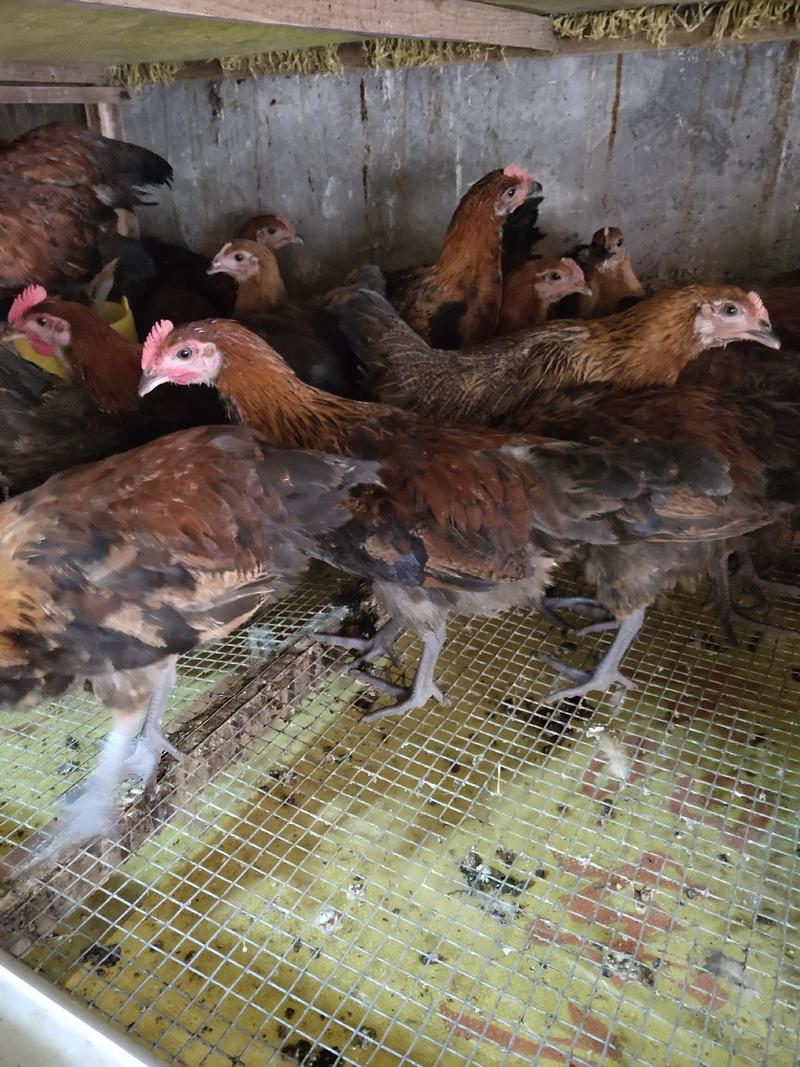 贵州遵义常年出售快大型黑乌鸡，天露黑凤鸡！五黑一绿蛋鸡！