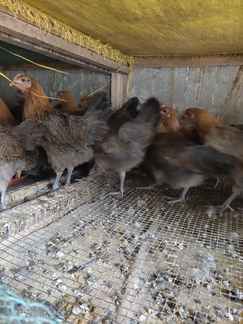 贵州遵义常年出售快大型黑乌鸡，天露黑凤鸡！五黑一绿蛋鸡！