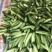 万亩精品新苗燕白黄瓜旱黄瓜已经大量上市