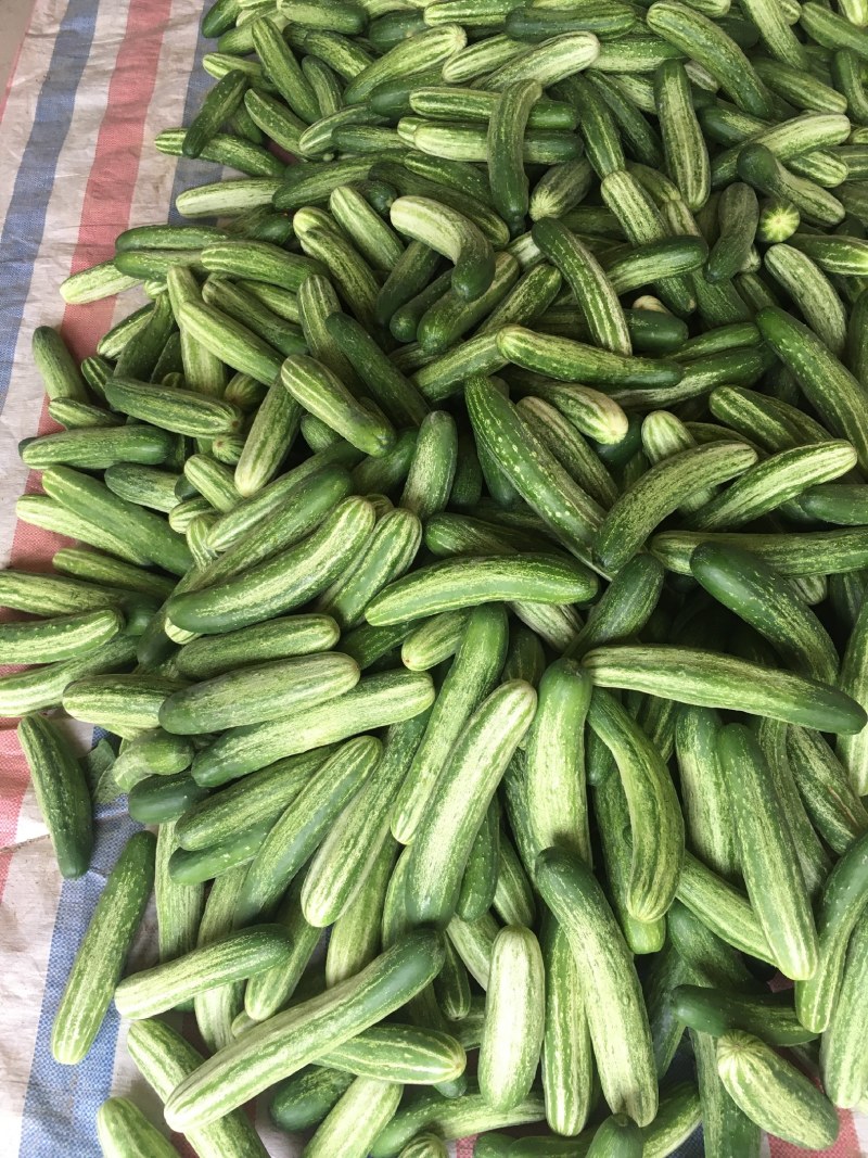 万亩精品新苗燕白黄瓜旱黄瓜已经大量上市