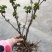 黑加仑苗红加仑葡萄树苗南北方种植葡萄苗盆栽地栽庭院耐寒果