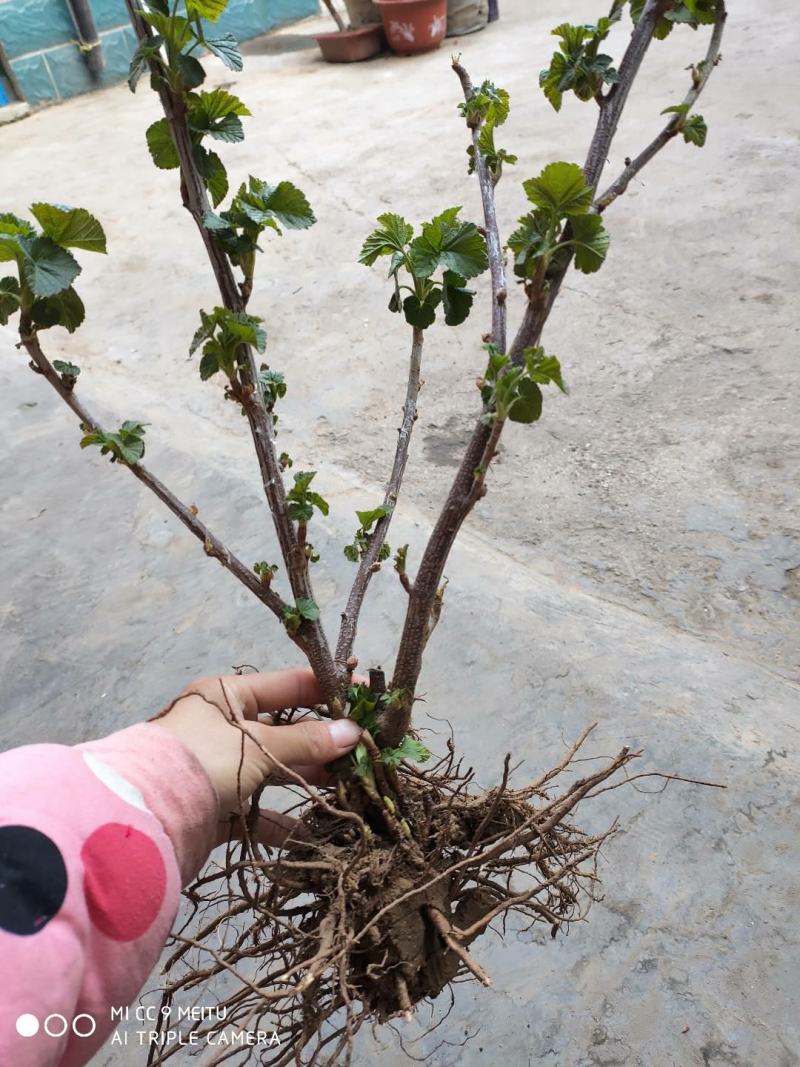 黑加仑苗红加仑葡萄树苗南北方种植葡萄苗盆栽地栽庭院耐寒果