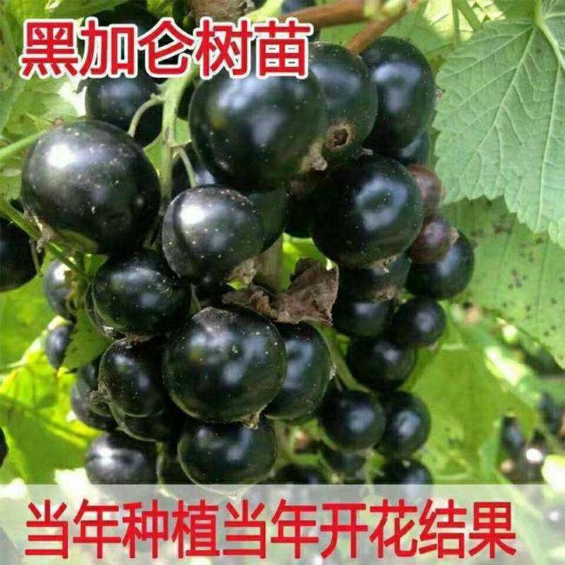 黑加仑苗红加仑葡萄树苗南北方种植葡萄苗盆栽地栽庭院耐寒果