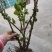 黑加仑苗红加仑葡萄树苗南北方种植葡萄苗盆栽地栽庭院耐寒果