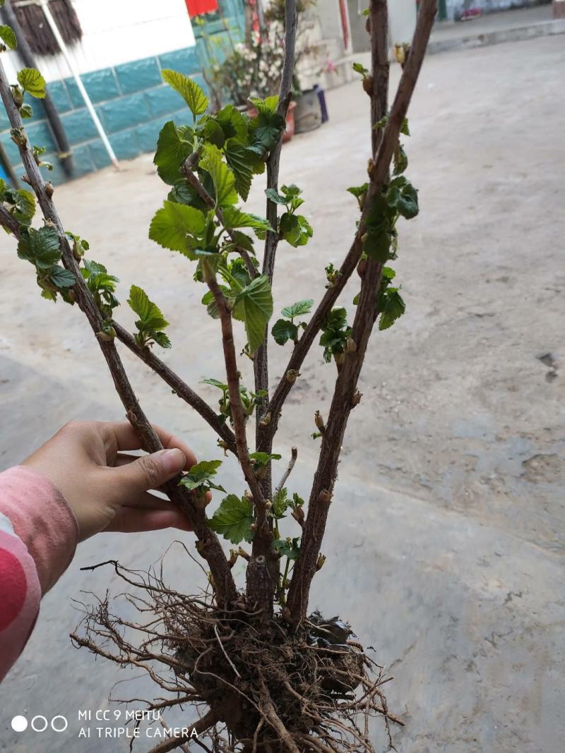 黑加仑苗红加仑葡萄树苗南北方种植葡萄苗盆栽地栽庭院耐寒果
