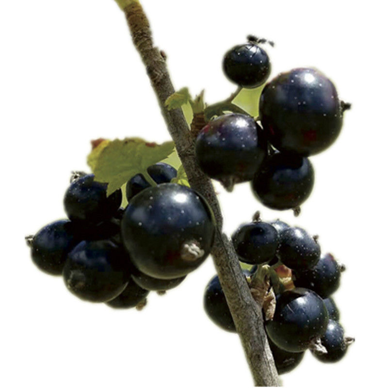黑加仑苗红加仑葡萄树苗南北方种植葡萄苗盆栽地栽庭院耐寒果