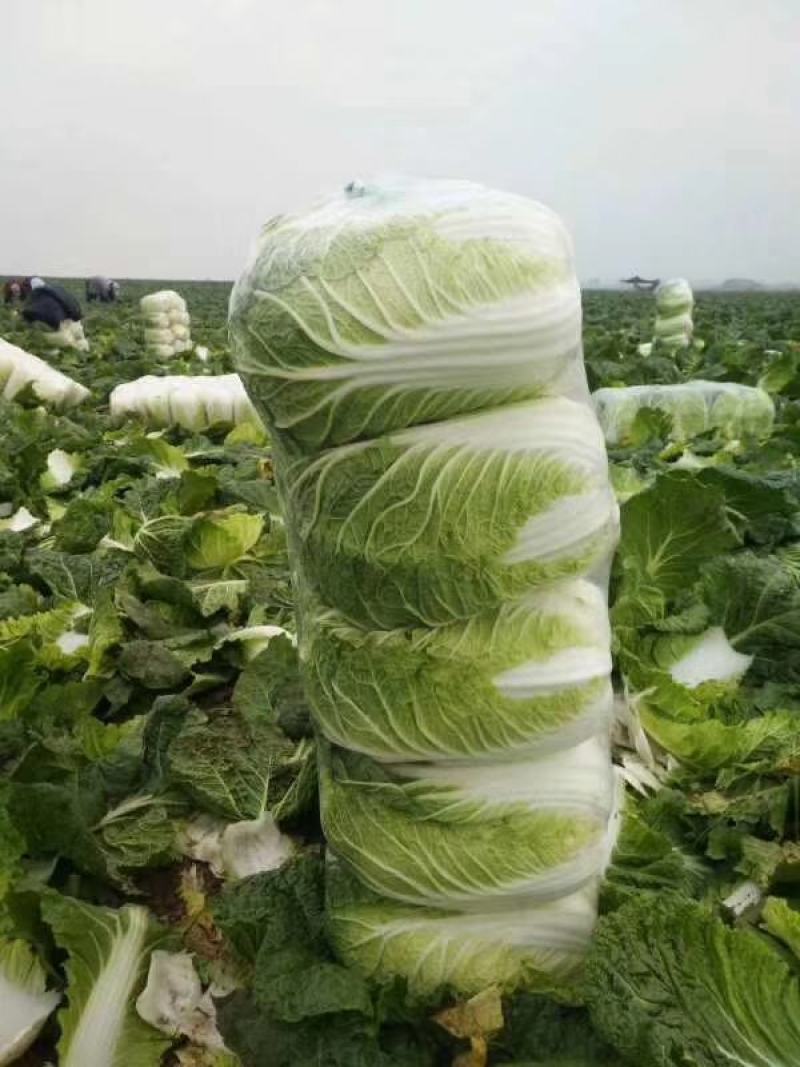 湖北韦卓种养植合作社大量供应矮颗黄心白菜