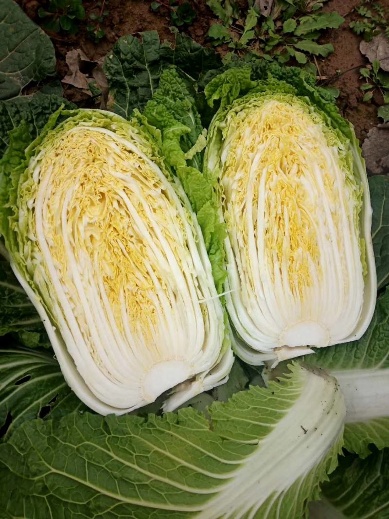 湖北韦卓种养植合作社大量供应矮颗黄心白菜