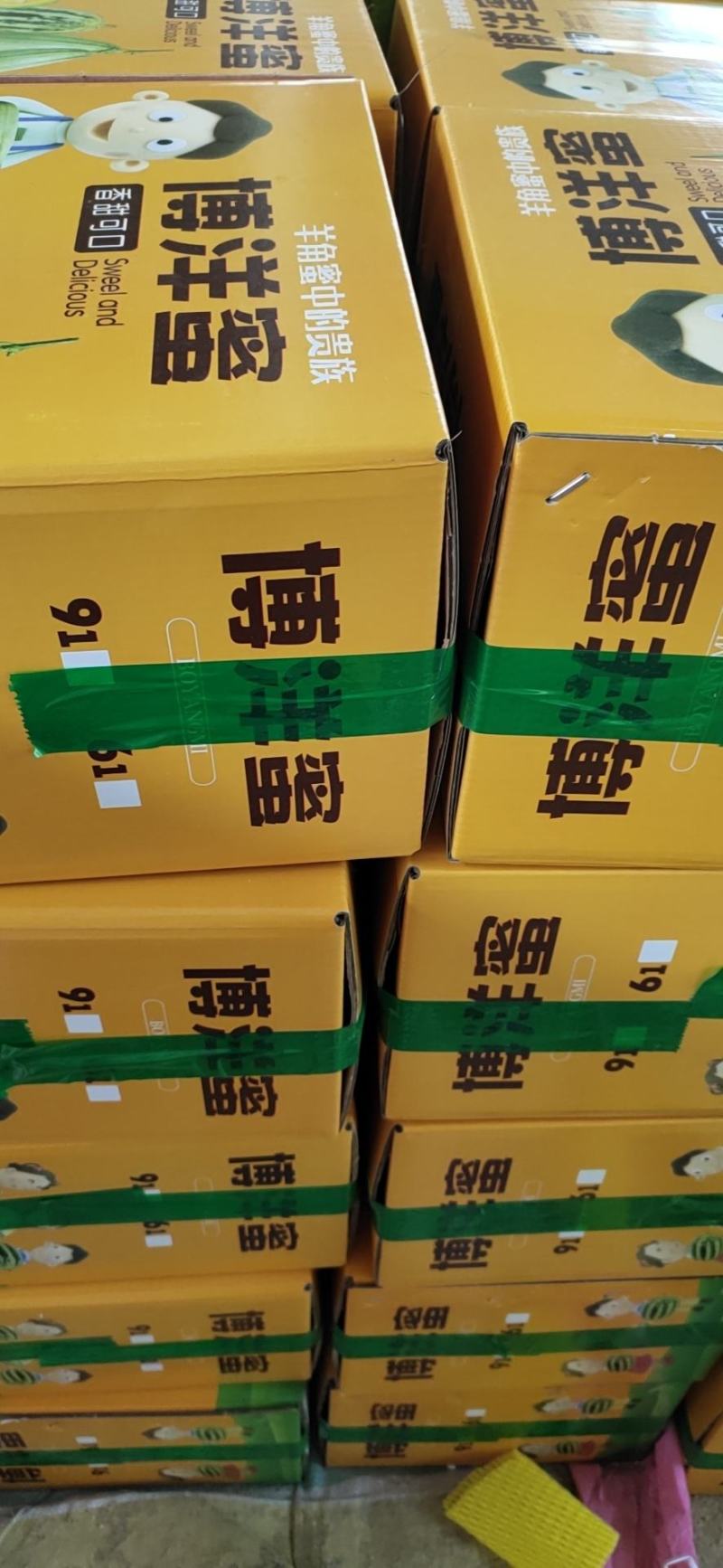 山东燕店甜瓜博洋9号博洋蜜瓜