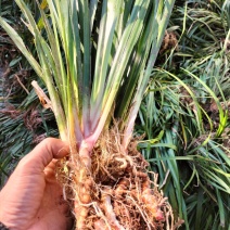 广东野生石菖蒲种苗，剪叶，大货供应，欢迎广商合作共赢。