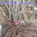 黑加仑苗红加仑葡萄树苗南北方种植葡萄苗盆栽地栽庭院耐寒果