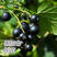黑加仑苗红加仑葡萄树苗南北方种植葡萄苗盆栽地栽庭院耐寒果