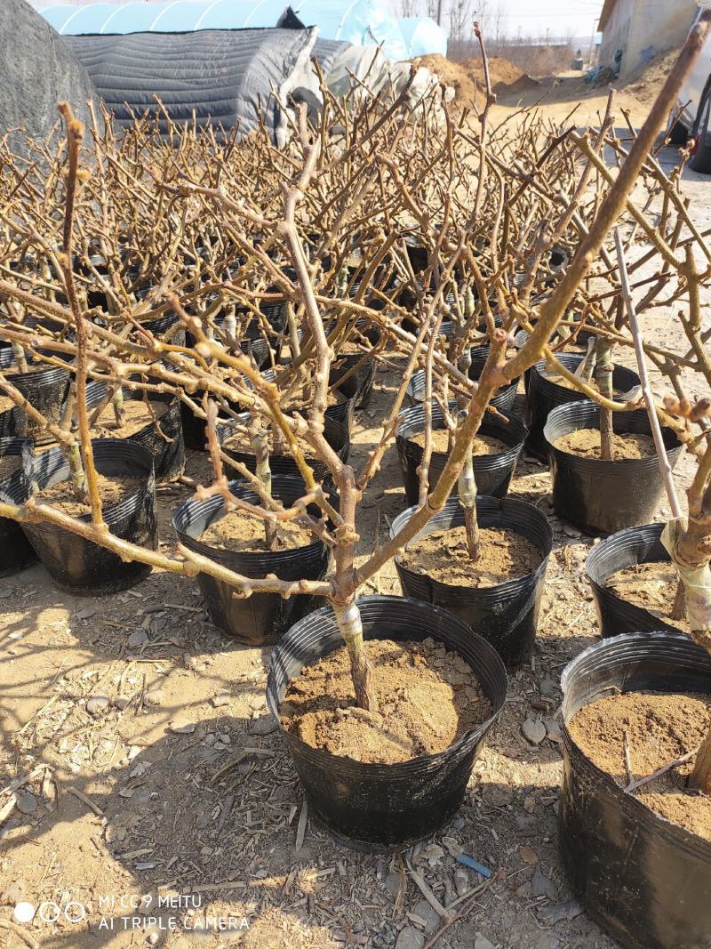 黑加仑苗红加仑葡萄树苗南北方种植葡萄苗盆栽地栽庭院耐寒果