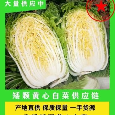 湖北韦卓种养植合作社大量供应矮颗黄心白菜