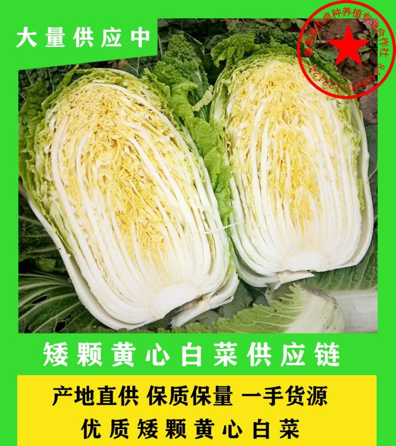 湖北韦卓种养植合作社大量供应矮颗黄心白菜