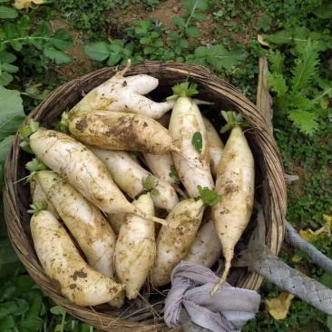 广西百色市乐业县高山种植白萝卜