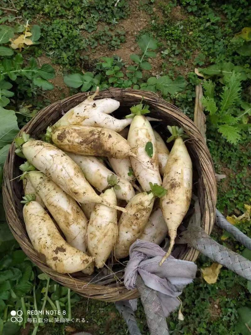 广西百色市乐业县高山种植白萝卜