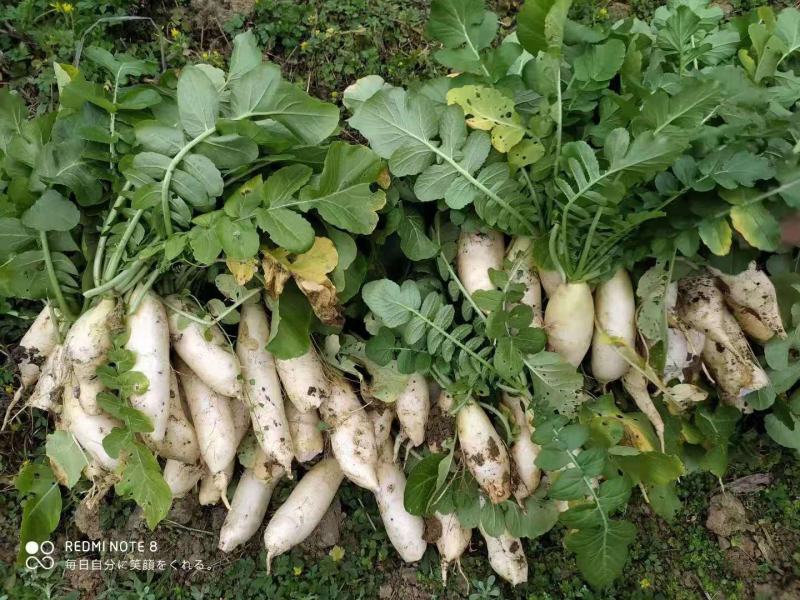 广西百色市乐业县高山种植白萝卜