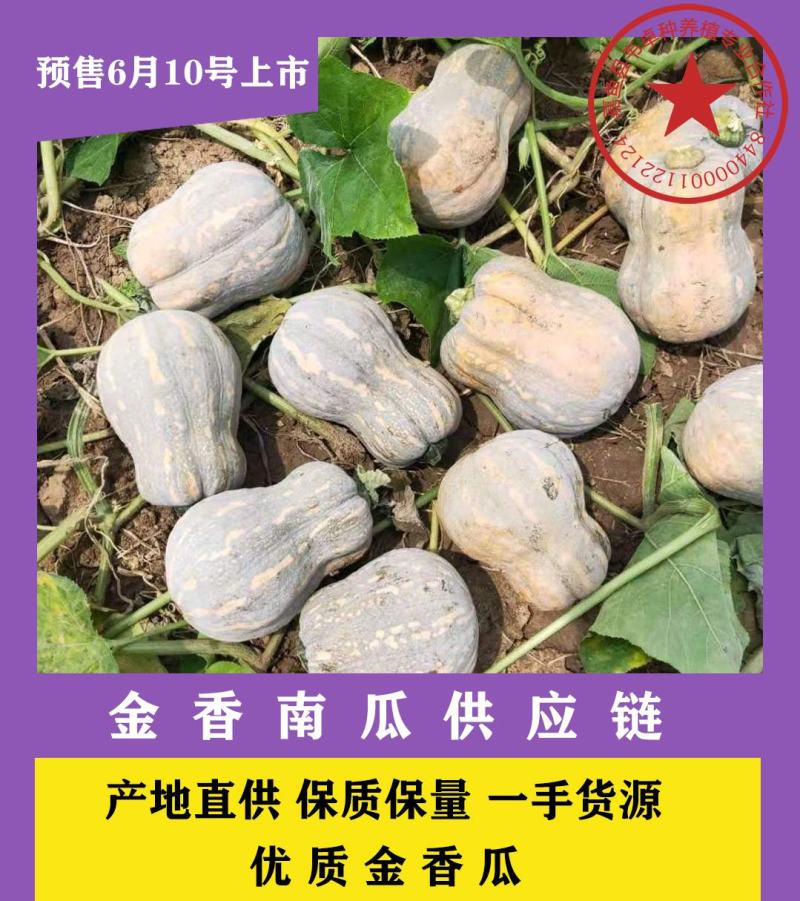 湖北韦卓种植合作社基地种植金香南瓜2-3.5斤