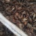 淡水龙虾苗，种苗，质量保证，塘口现场装车