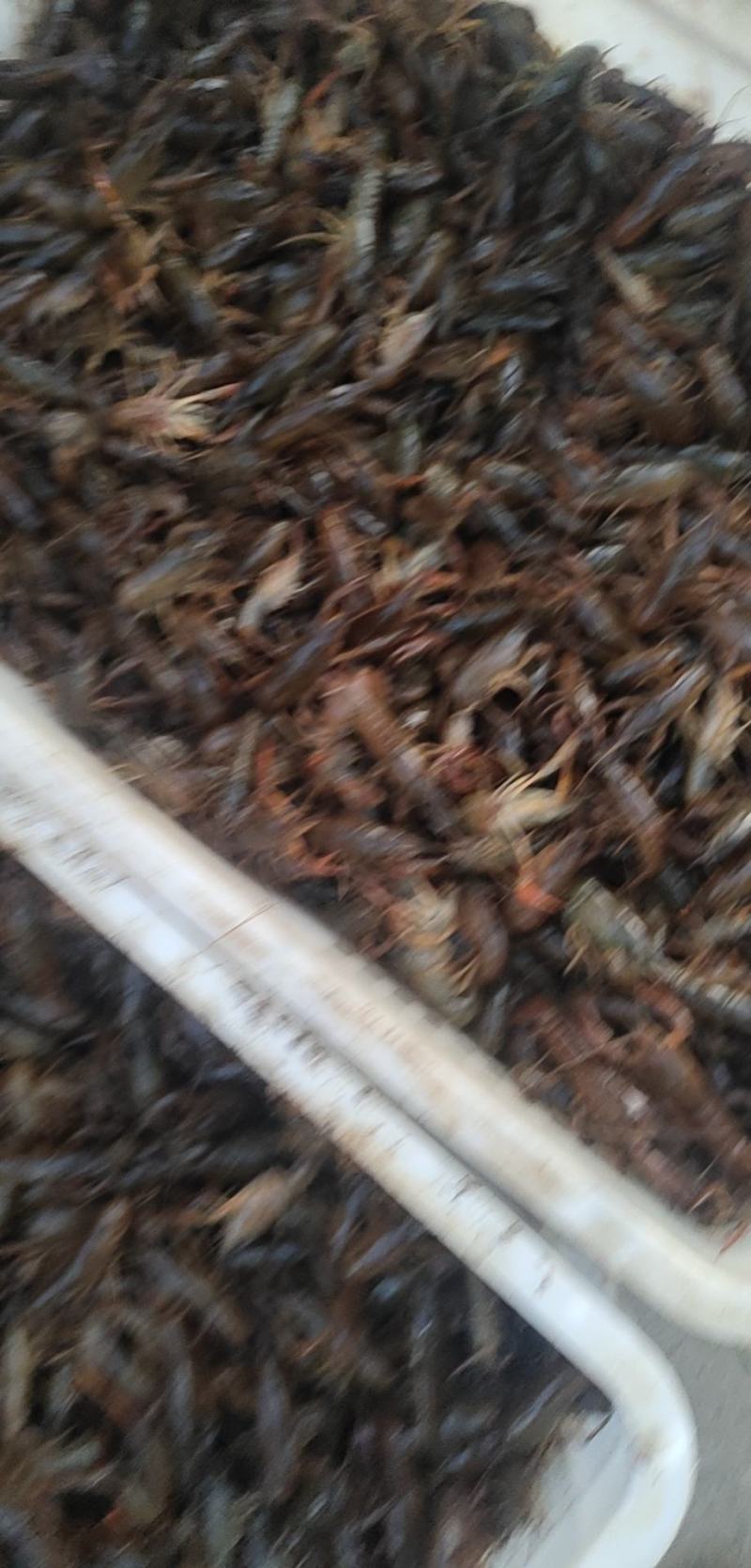 淡水龙虾苗，种苗，质量保证，塘口现场装车