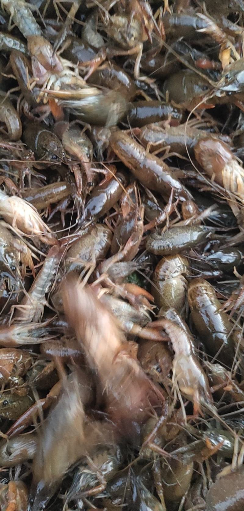 淡水龙虾苗，种苗，质量保证，塘口现场装车