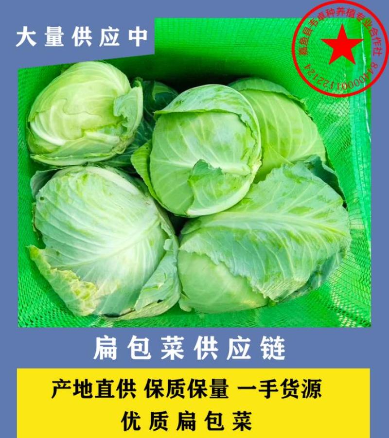 湖北韦卓种植合作社扁包菜3-5斤大量上市中