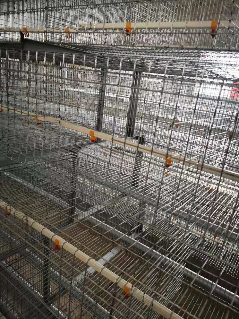 阶梯式肉鸡笼阶梯式笼具