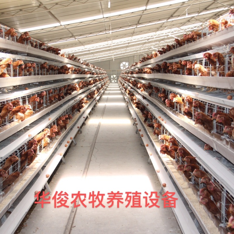 阶梯式蛋鸡笼笼具耐用更实惠