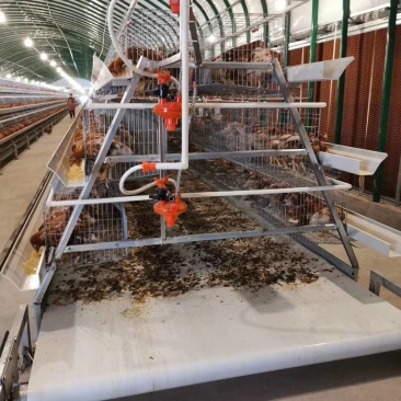 阶梯式蛋鸡笼笼具耐用更实惠