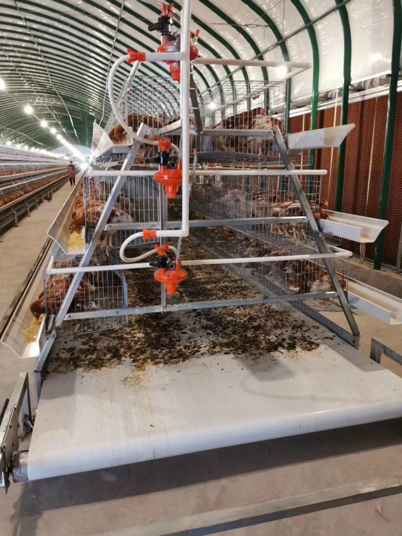 阶梯式蛋鸡笼笼具耐用更实惠