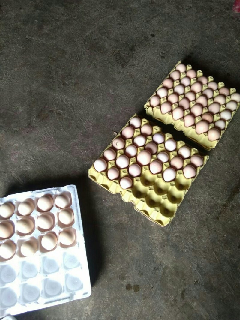 正宗生态土鸡蛋40~50g食用