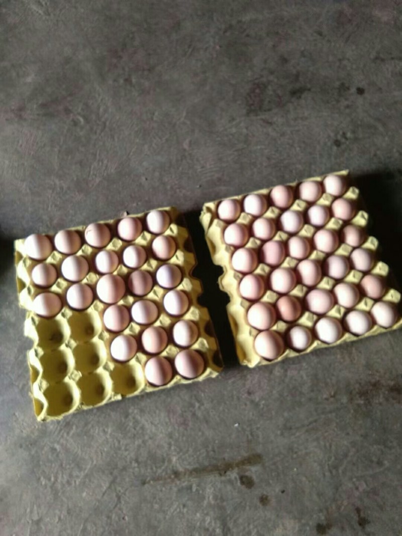正宗生态土鸡蛋40~50g食用