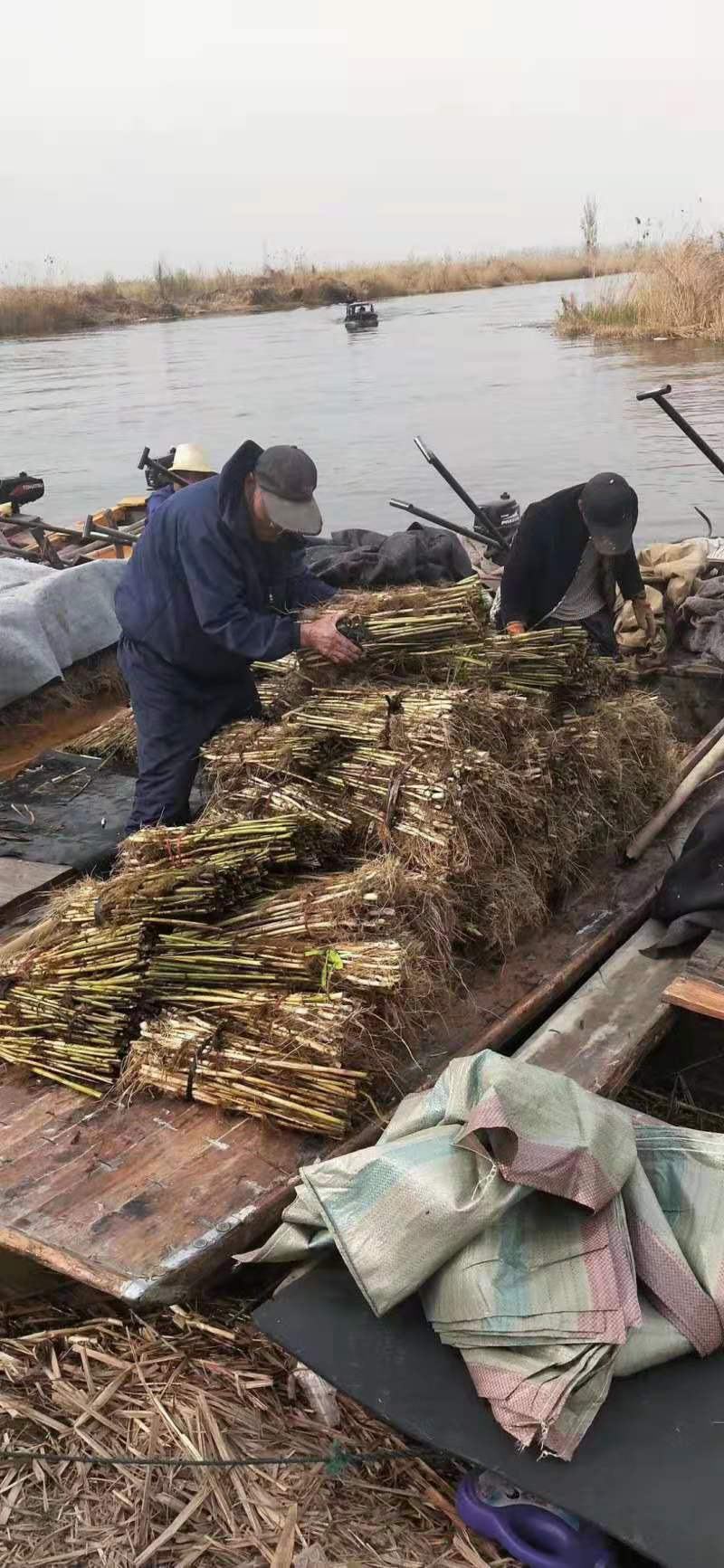 绿景水生芦苇苗数量有保证物美价廉良心商家