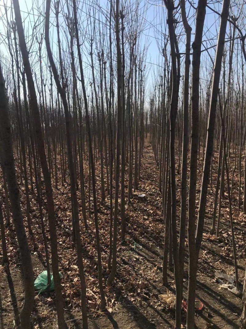 白蜡树白蜡杆树【速生白蜡树对节白蜡大规格白蜡】产地批发