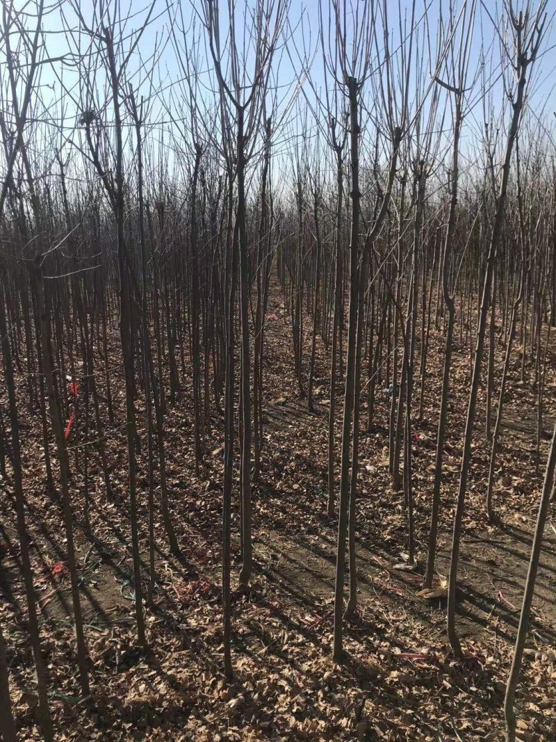 白蜡树白蜡杆树【速生白蜡树对节白蜡大规格白蜡】产地批发