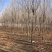 白蜡树白蜡杆树【速生白蜡树对节白蜡大规格白蜡】产地批发